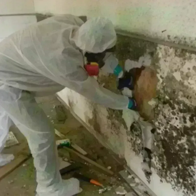 Mold Remediation and Removal in Enfield, ME